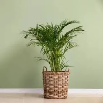 Areca Palm Plant